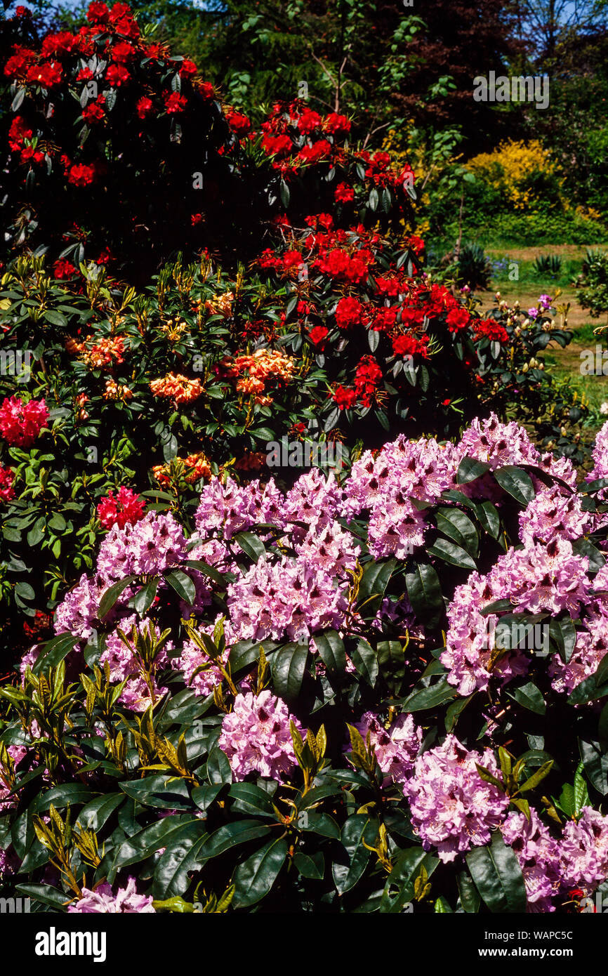 Garden Rhododendron flowers, pink, red Stock Photo Alamy
