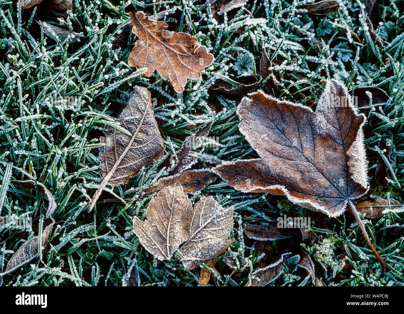 frosty dry autumn leaves Stock Photo