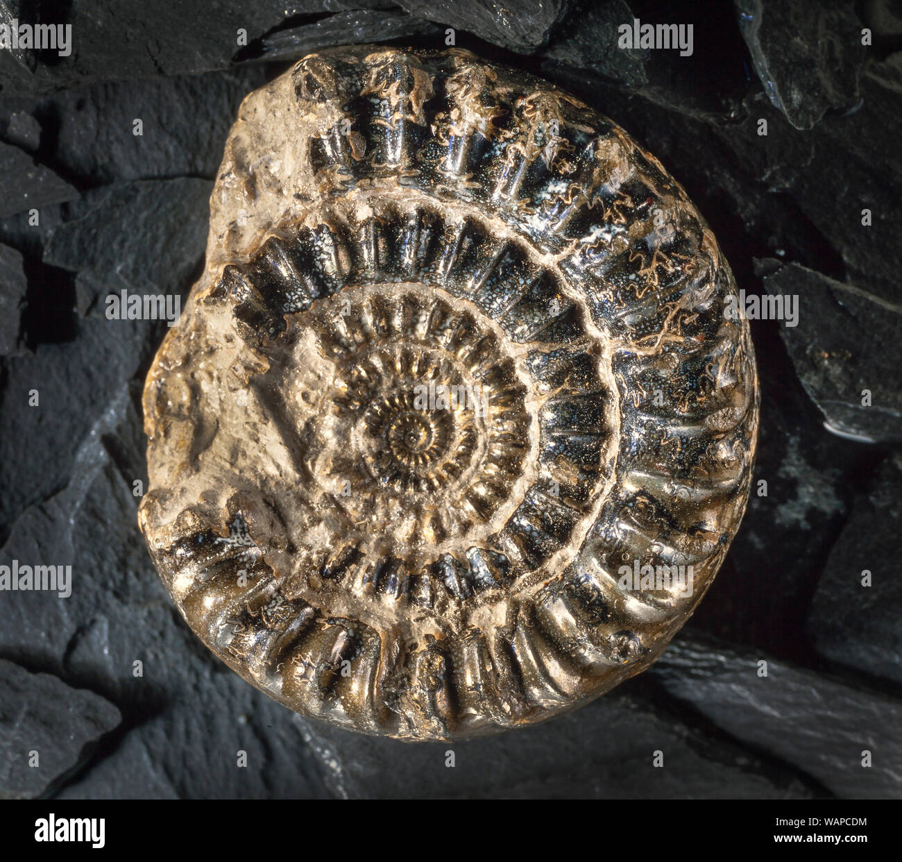 Fossil ammonite, Echioceras aeneum, Charmouth, Dorset, UK. Age approx; L.IAS (Sinemurian) E. Raricostatus zone Stock Photo