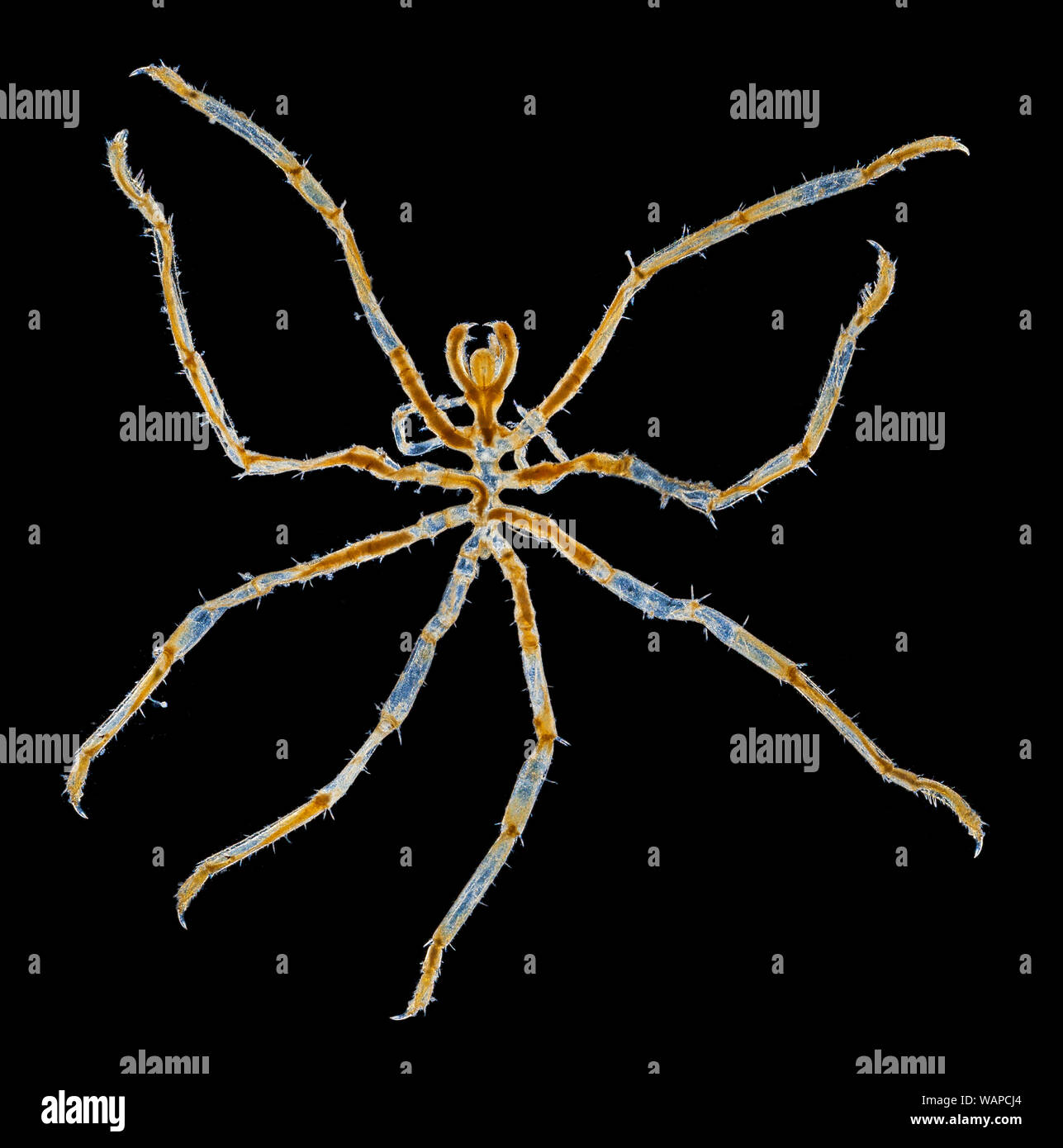 Sea Spider, Nymphon sp. male, darkfield illumination Stock Photo