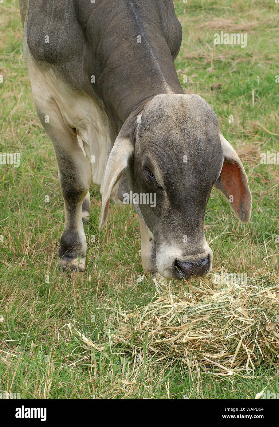 Brahman, brahma or zebu bull, a male cow, feeding on hay Stock Photo