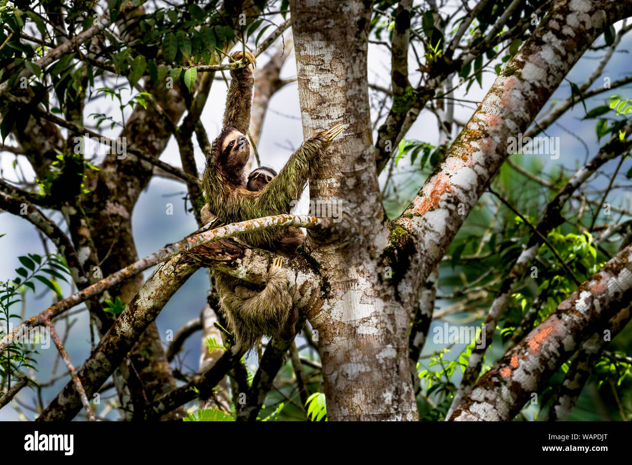 Brown-throated sloth (Bradypus variegatus) ia three-toed sloth with its young climbing up a tree image taken in the rain forest of Panama Stock Photo