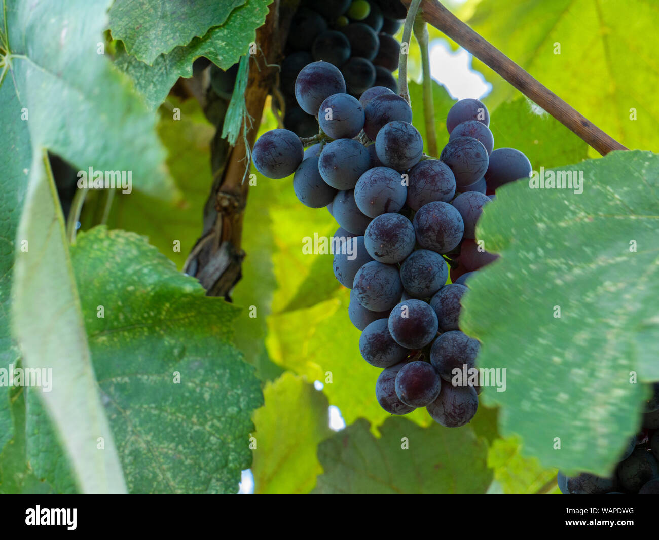 Bunches of grapes in a vineyard in a rural garden. Stock Photo