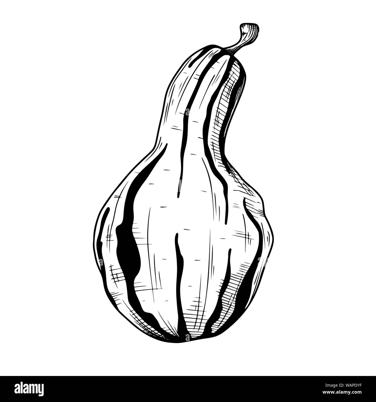 Hand drawn pumpkin isolated on white background. Vector illustration of ...