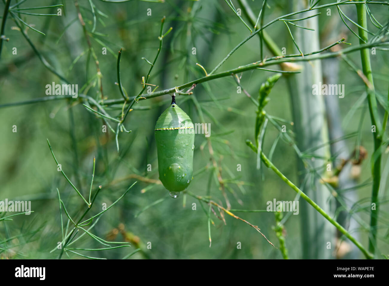 Monarch butterfly chrysalis on asparagus greenery. It is a milkweed butterfly in the family Nymphalidae. Stock Photo