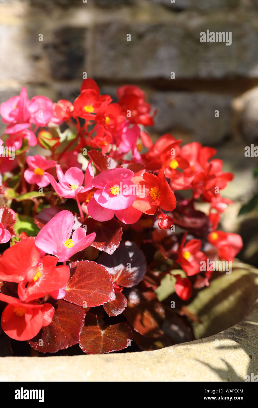 Begonias flowers plants hires stock photography and images Alamy