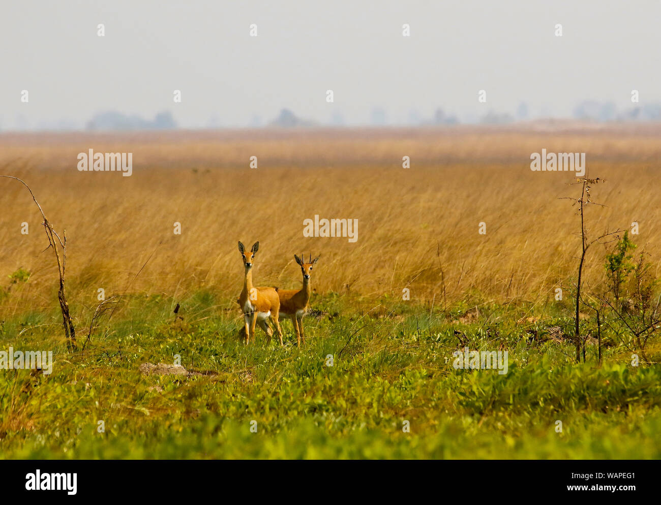 Male and female of Oribi, Ourebia ourebi, in Busanga Plains. Kafue National Park. Zambia Stock Photo