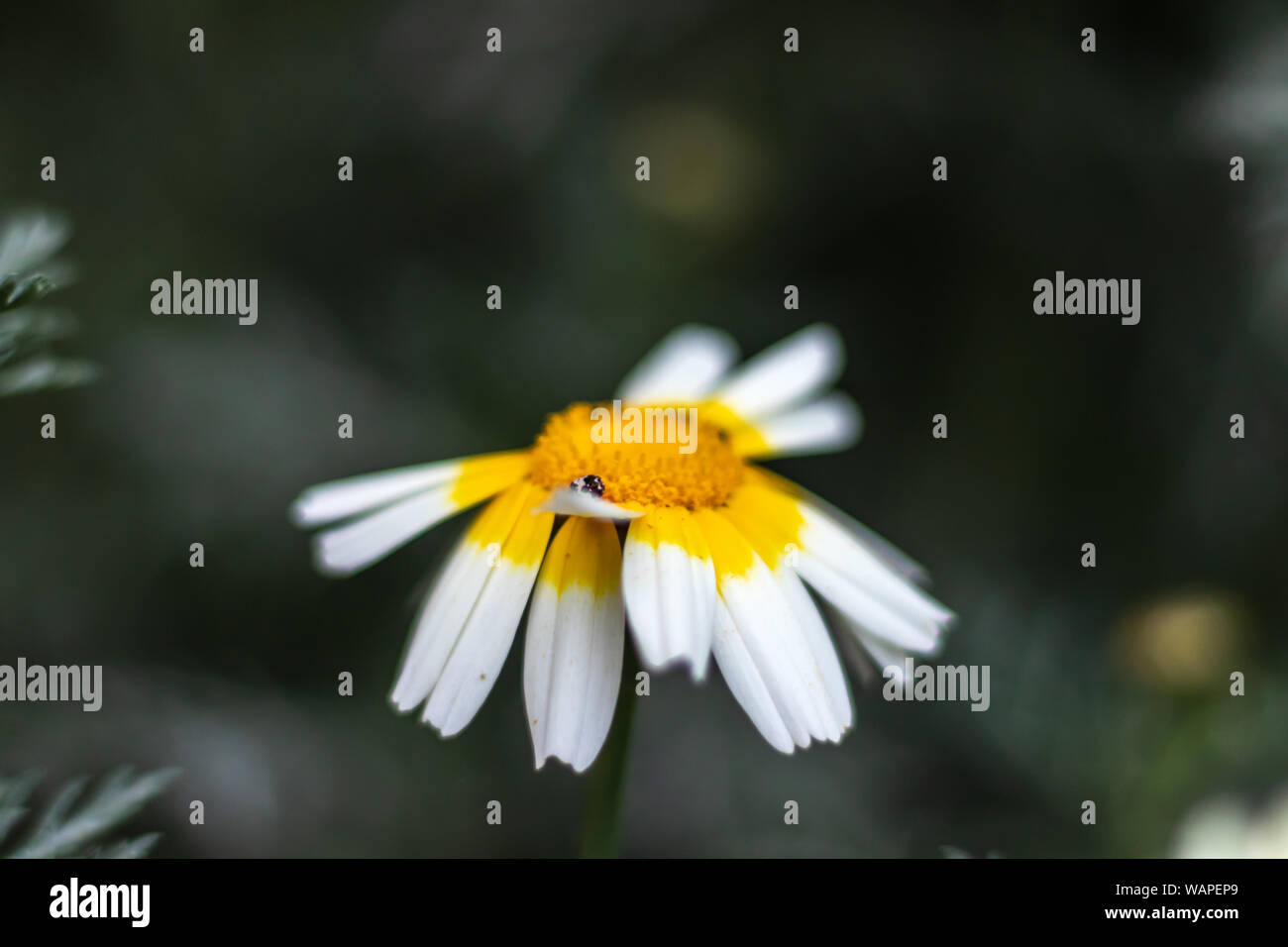 a closeup shoot to cute little daisy - background is blurry. nature shoot has taken from izmir/turkey. Stock Photo