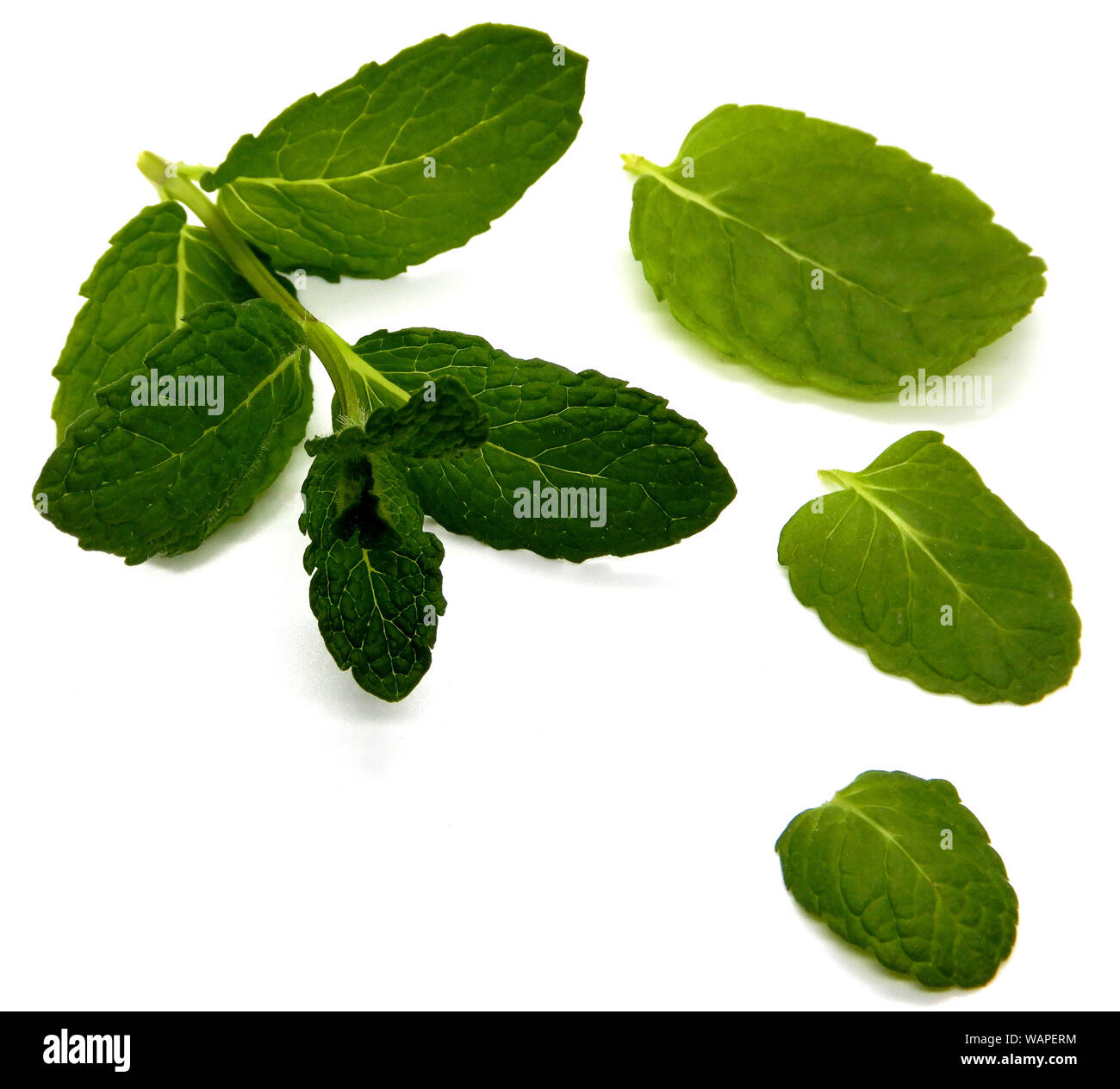 Mint isolated on white background Stock Photo - Alamy