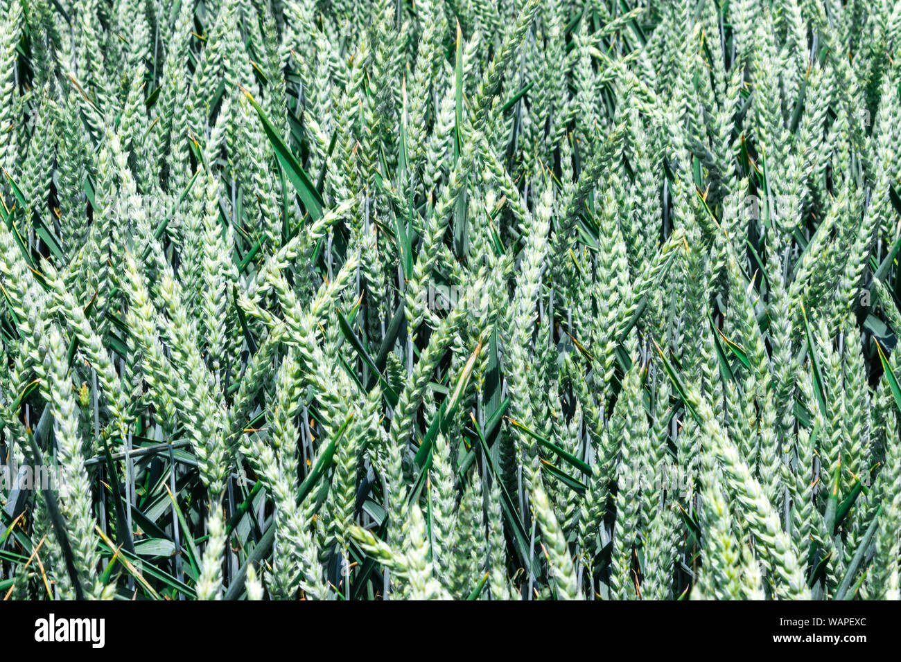 young organic wheat field growing during summer before harvesting Stock Photo