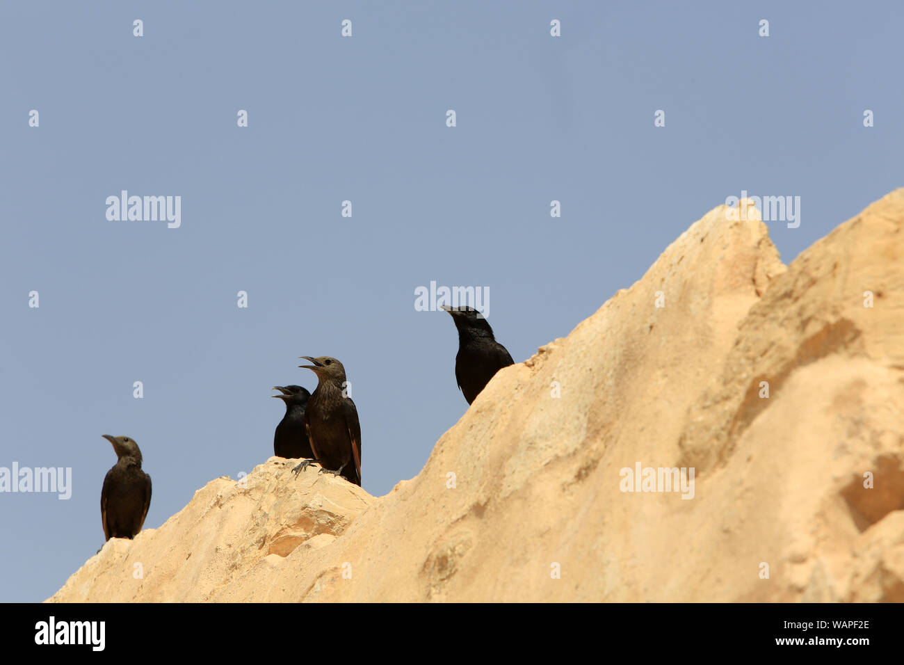 Petits Corbeaux Corvus Mellori Black Birds Massada