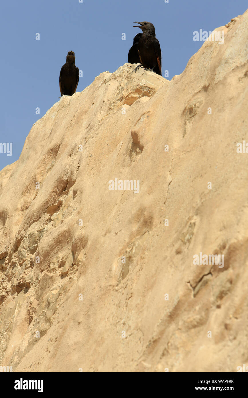 Petits Corbeaux Corvus Mellori Black Birds Massada