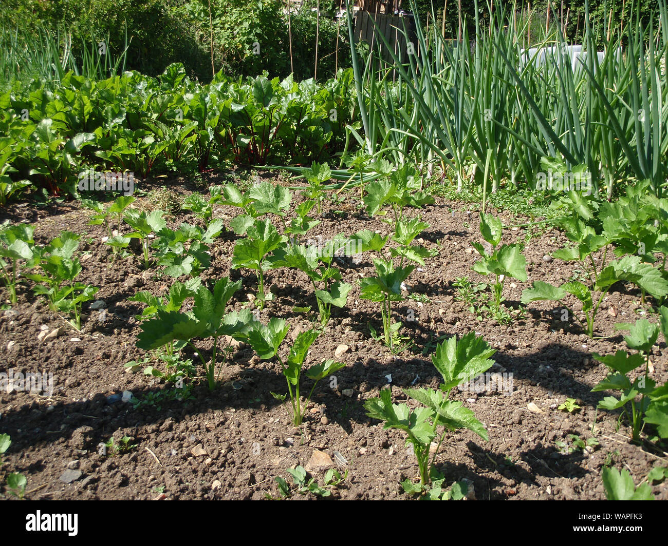 a-low-down-view-of-young-parsnip-onion-and-beetroot-plants-on-an