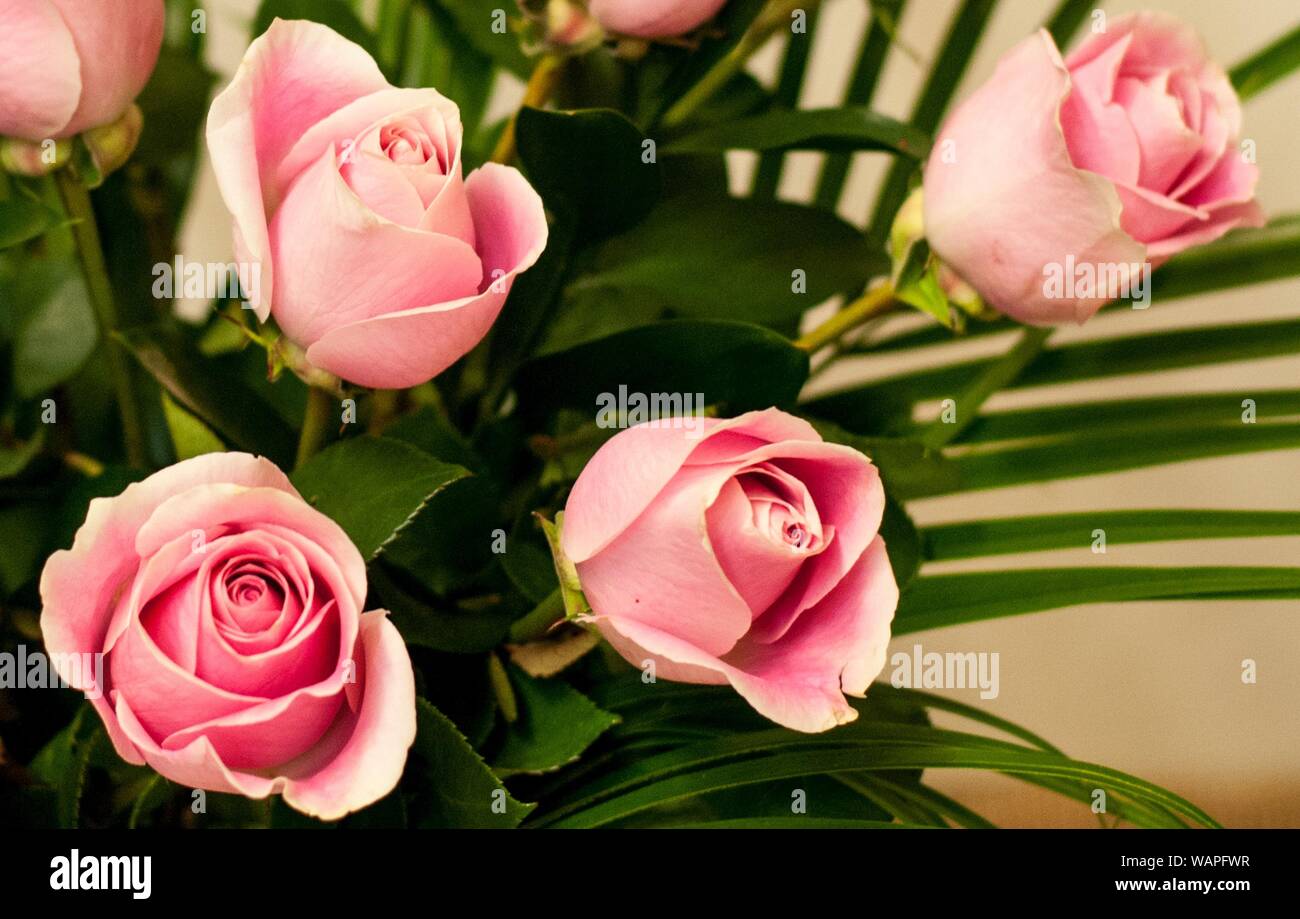 love is the only flower that grows Stock Photo Alamy