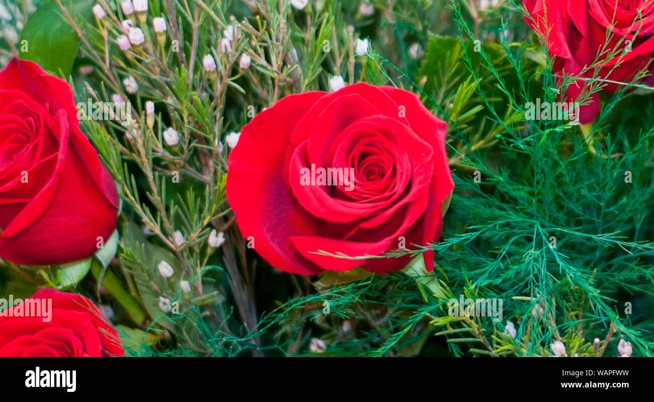 love is the only flower that grows Stock Photo Alamy