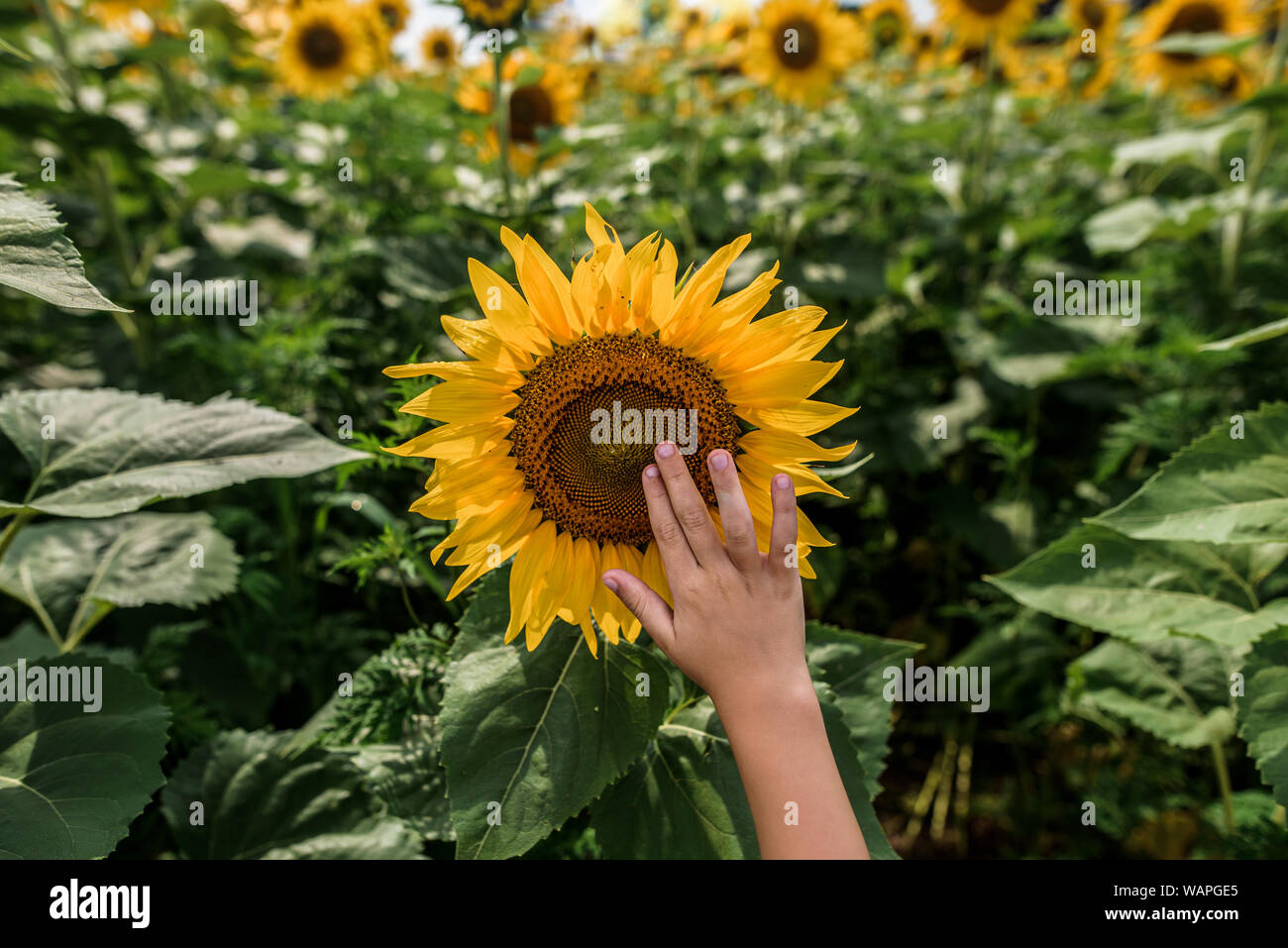 close up of a child's hand reaching up to touch a sunflower Stock Photo