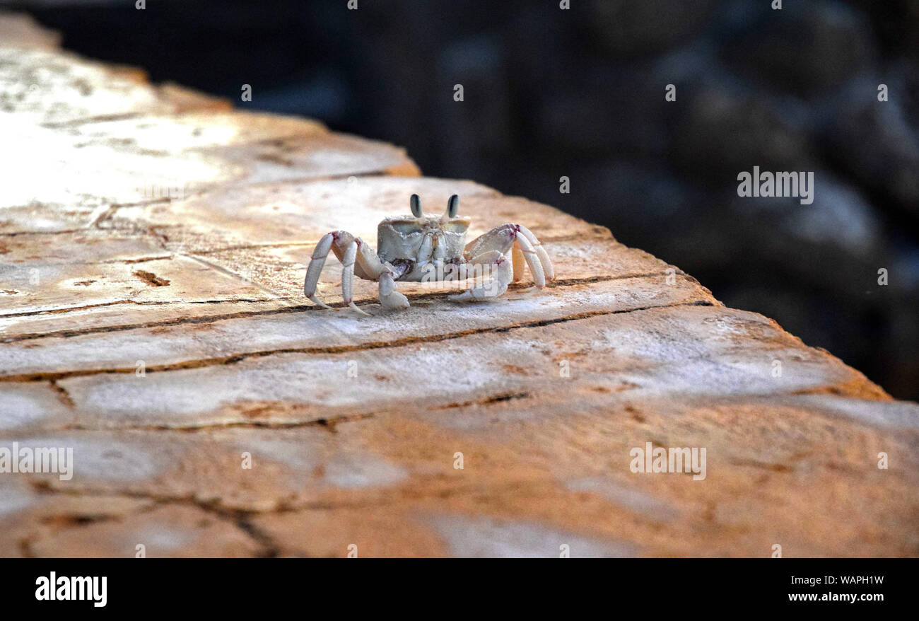 Little Sand Crab on the beach, on wall , Ocypode crabs family Stock Photo