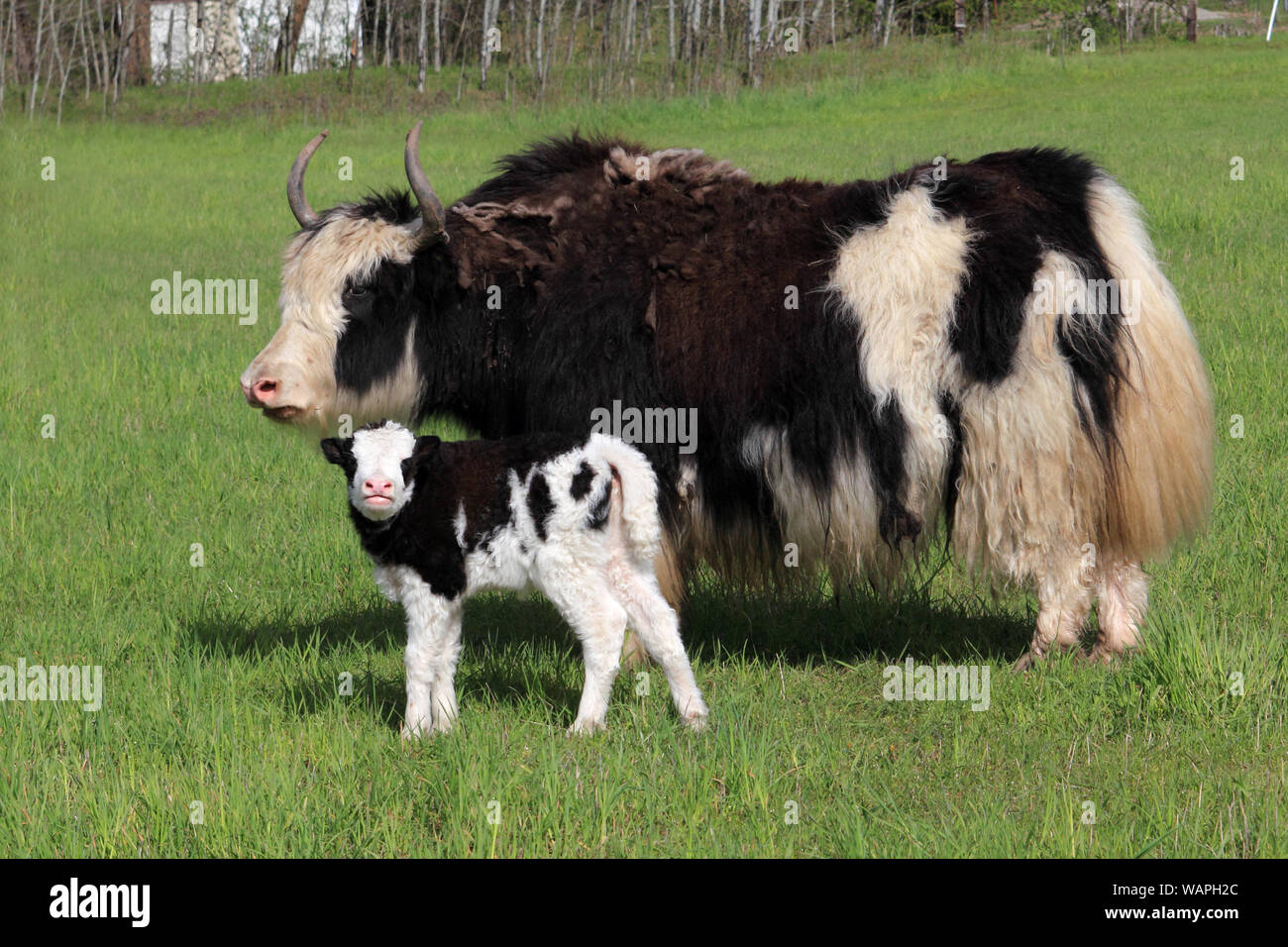 A black and white Yak cow stands with her calf in a luscious green pasture Stock Photo