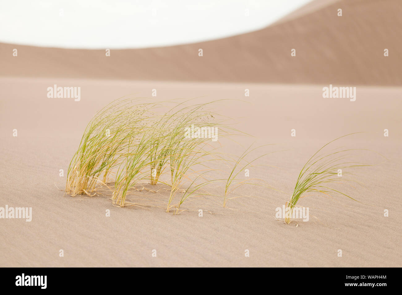 Windswept Indian ricegrass (Oryzopsis hymenoides), Great Sand Dunes National Park, Colorado. Stock Photo