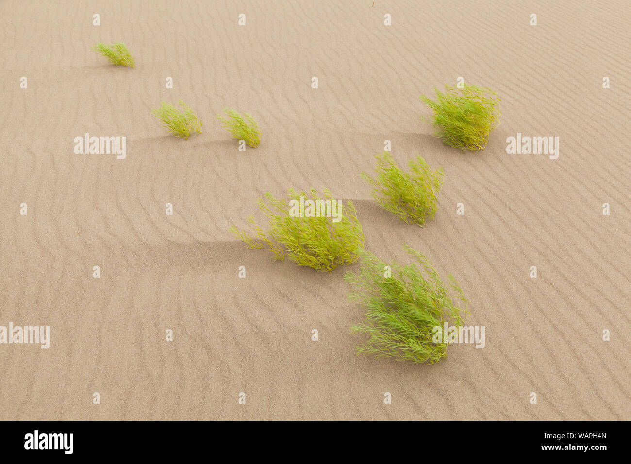 Lemon scurfpea (Psoralea lanceolata) in sand ripples, Great Sand Dunes National Park, Colorado. Stock Photo