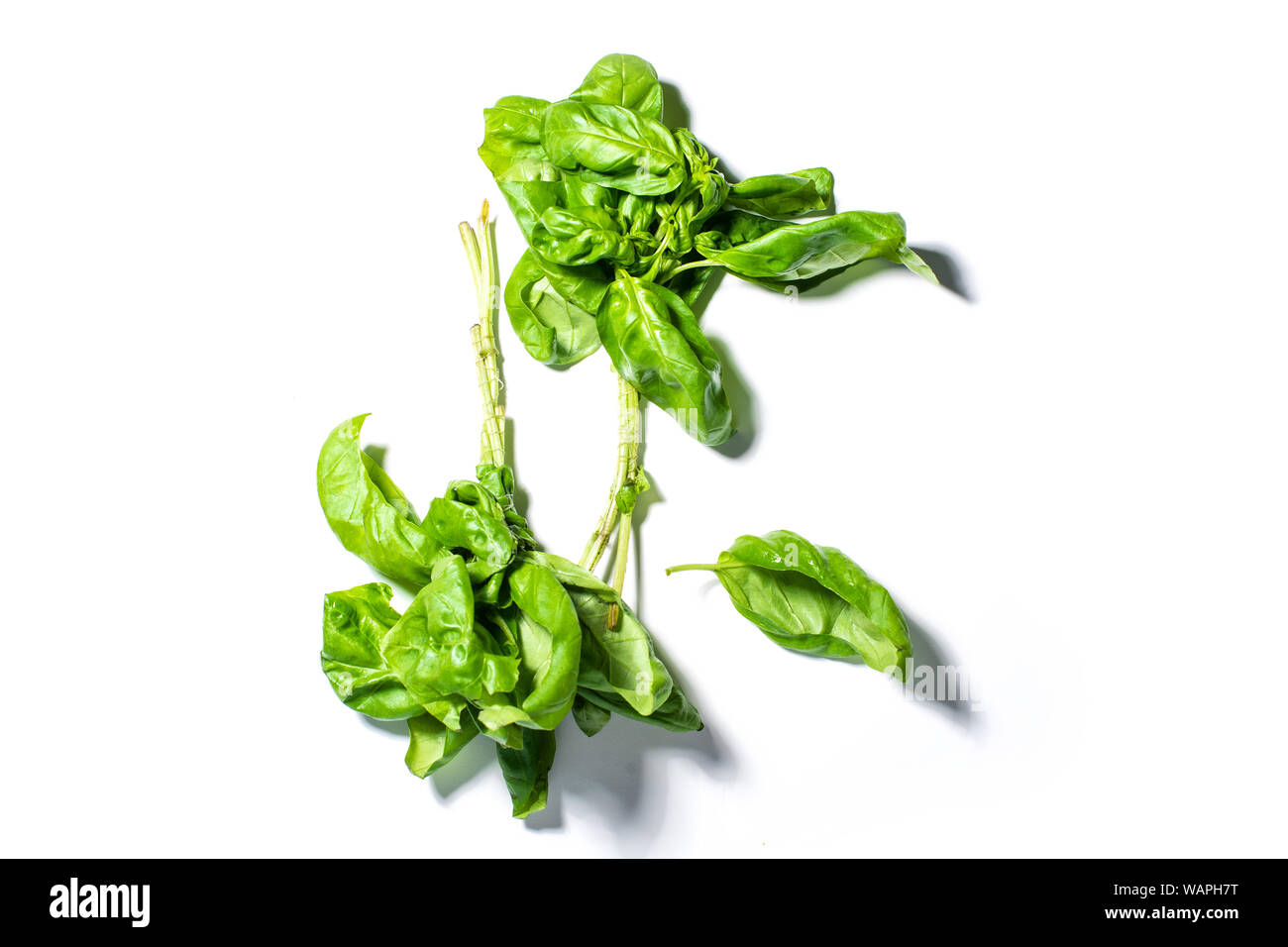Fresh basil leaves Stock Photo Alamy