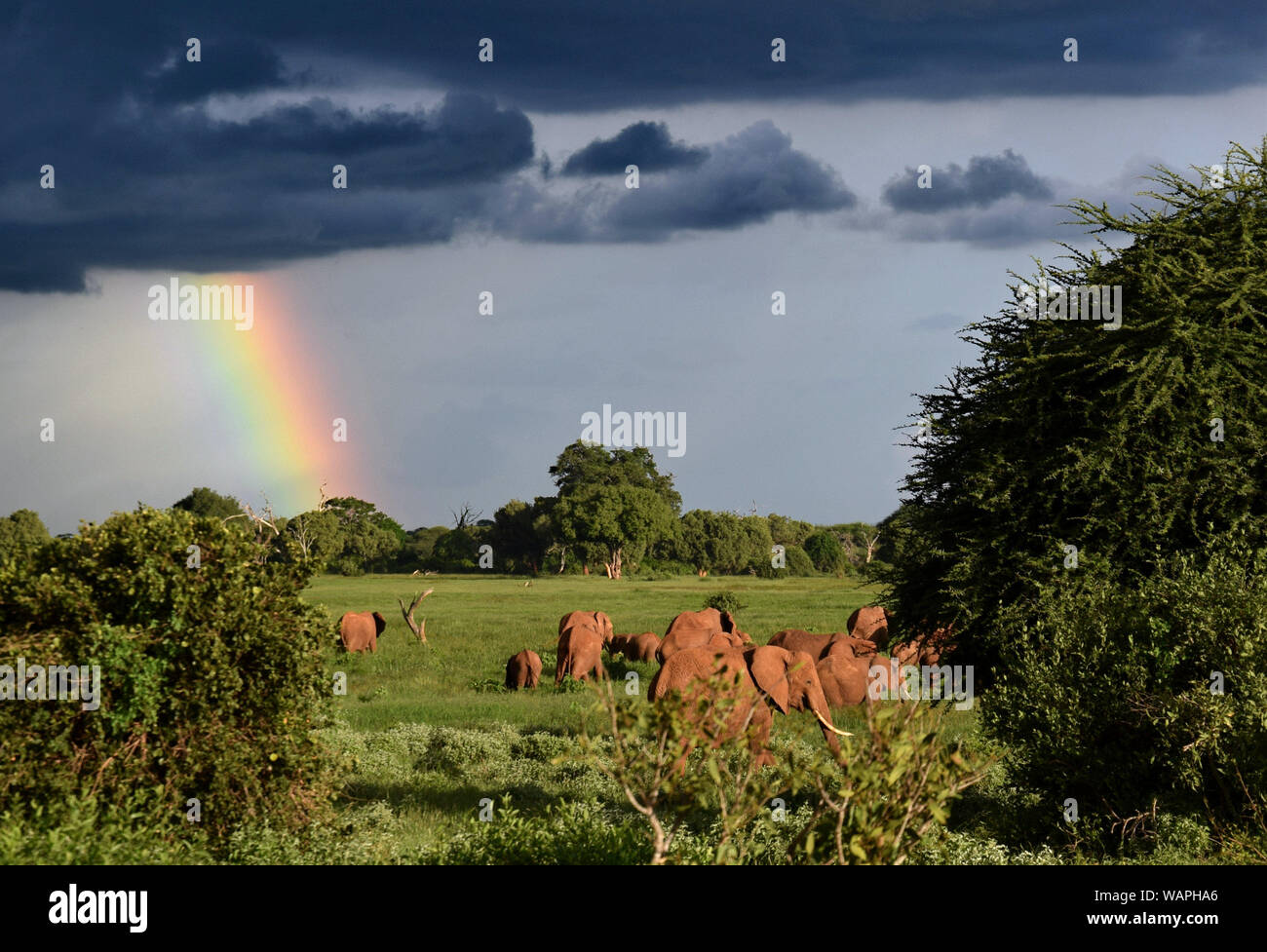 Lanscape after storm on savanna, African red elephants under rainbow, big stormy clouds Stock Photo