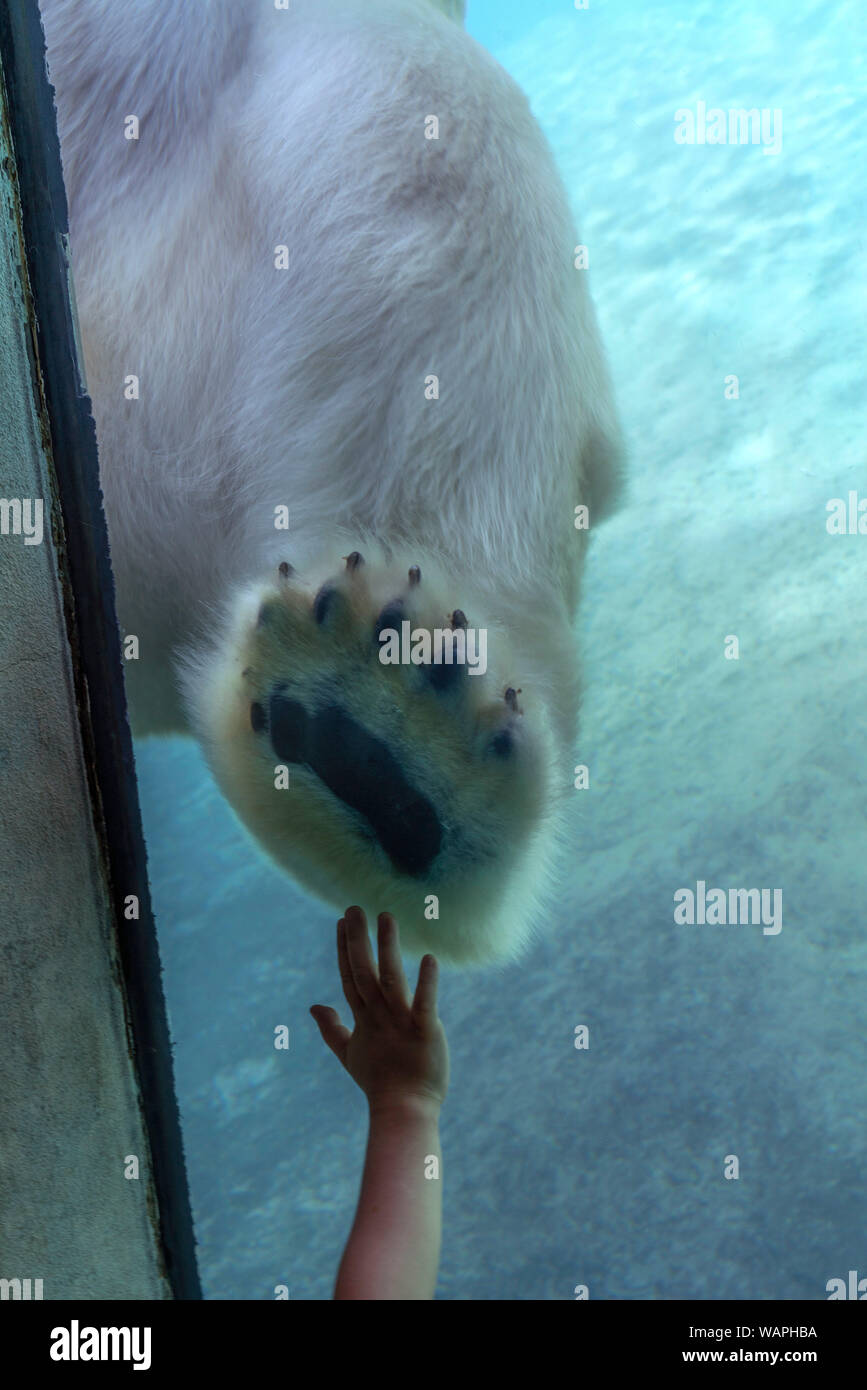A Boy Reaches a Polar Bear, Toronto Zoo, Ontario, Canada Stock Photo