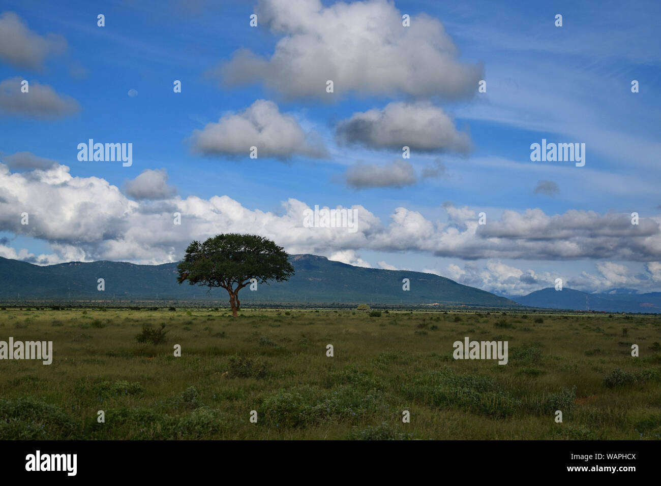 Intact nature, a tree, mountain, and blue sky. African savanna Stock Photo