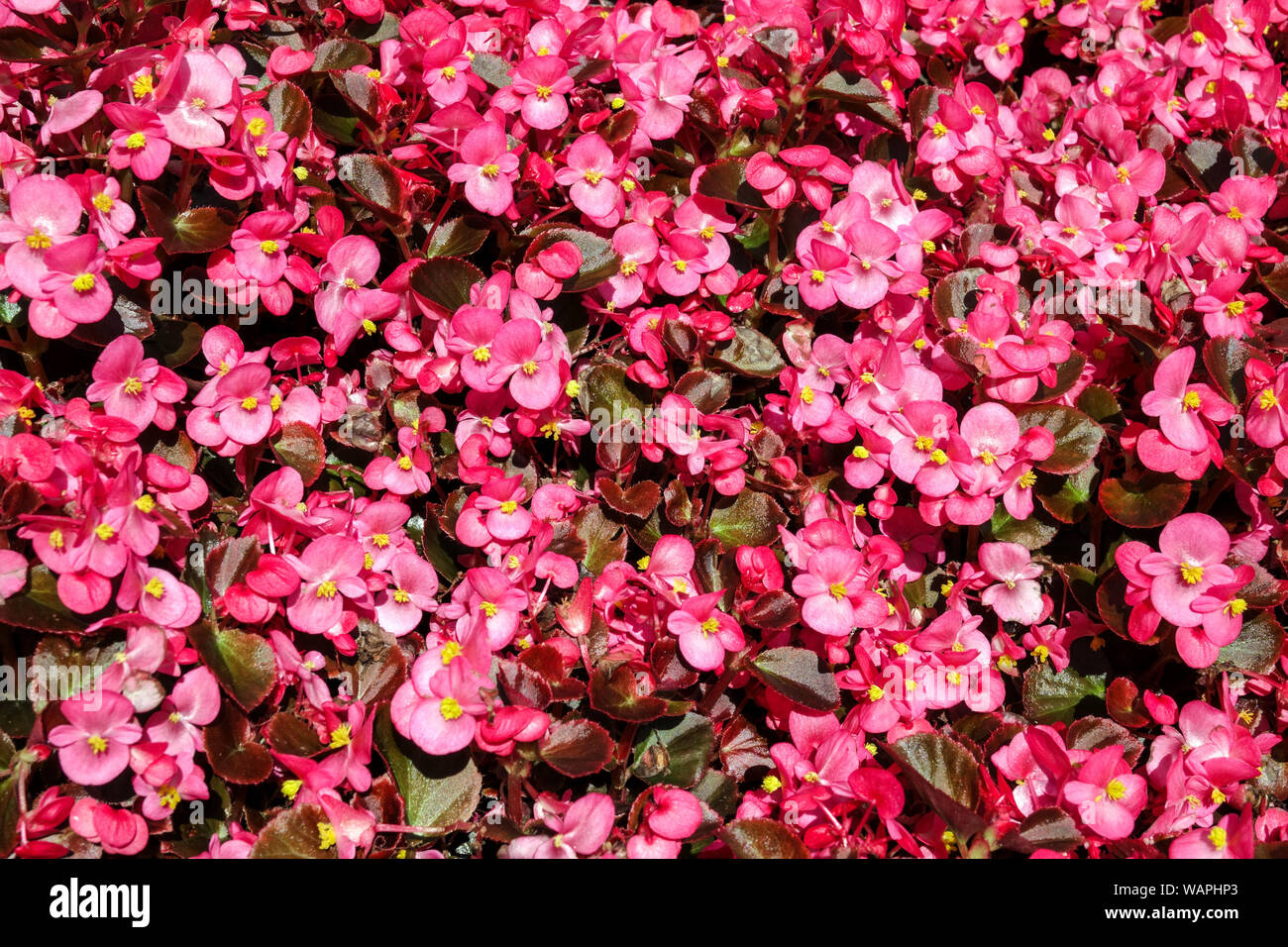 Pink Wax begonia, background with many flowers Stock Photo