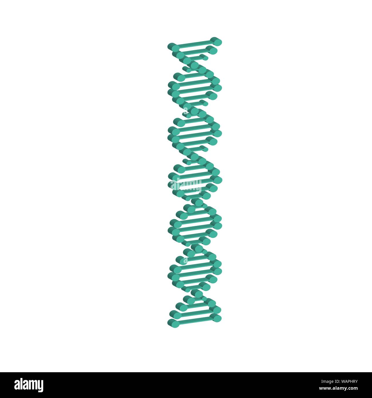 3D DNA symbol strand Isolated on white background Stock Vector