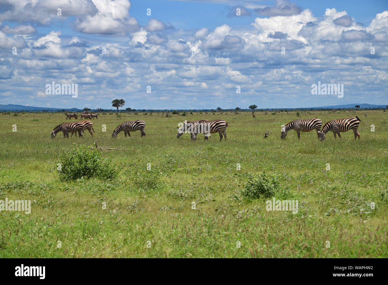 Kenya savannah landscape hi-res stock photography and images - Alamy