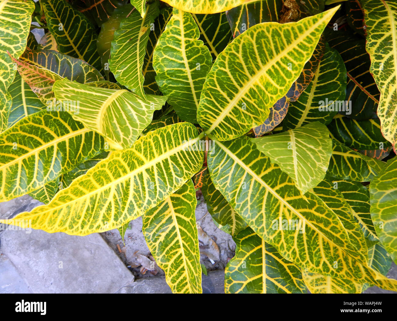 Plant environment hi-res stock photography and images - Alamy