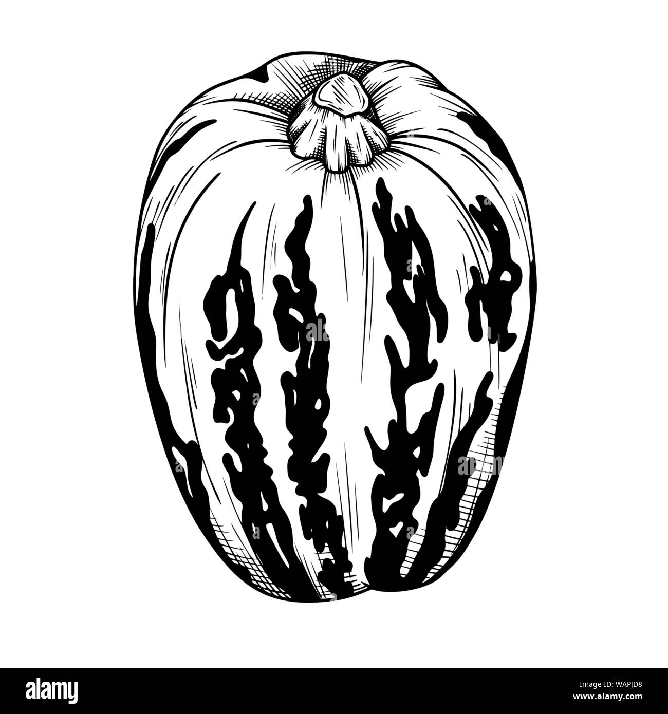 Hand drawn pumpkin isolated on white background. Vector illustration of ...