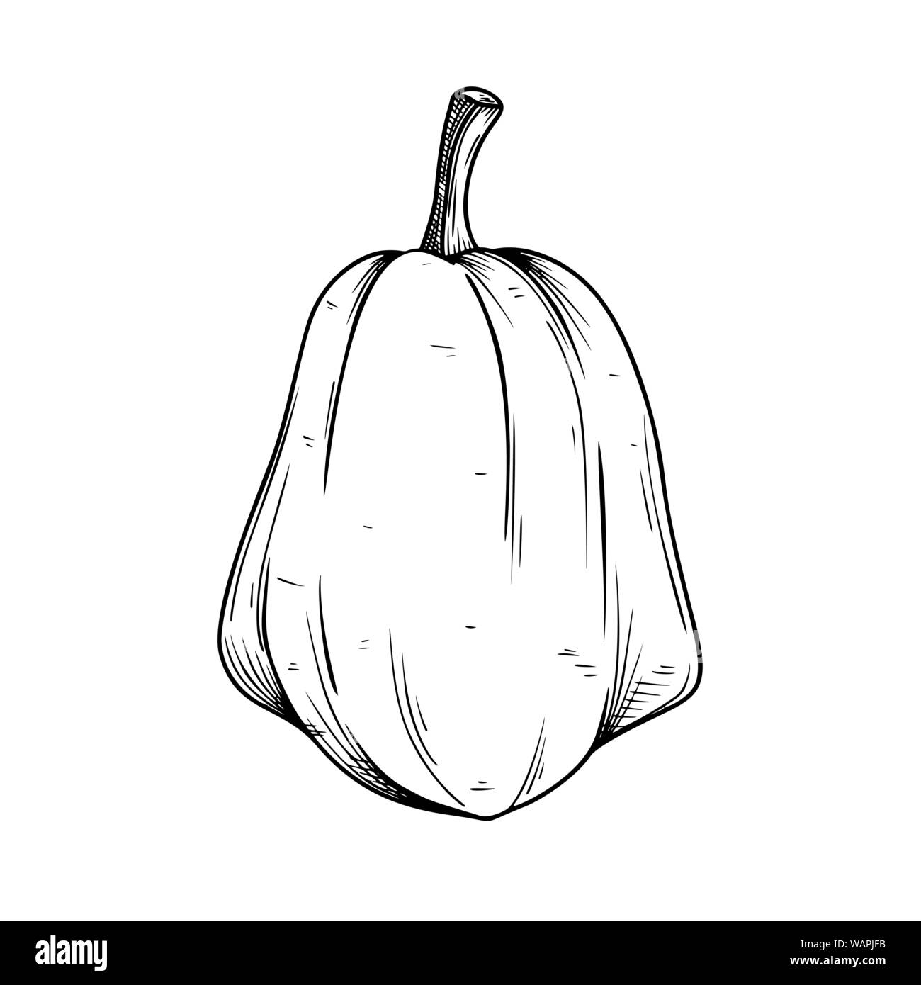 Hand drawn pumpkin isolated on white background. Vector illustration of ...