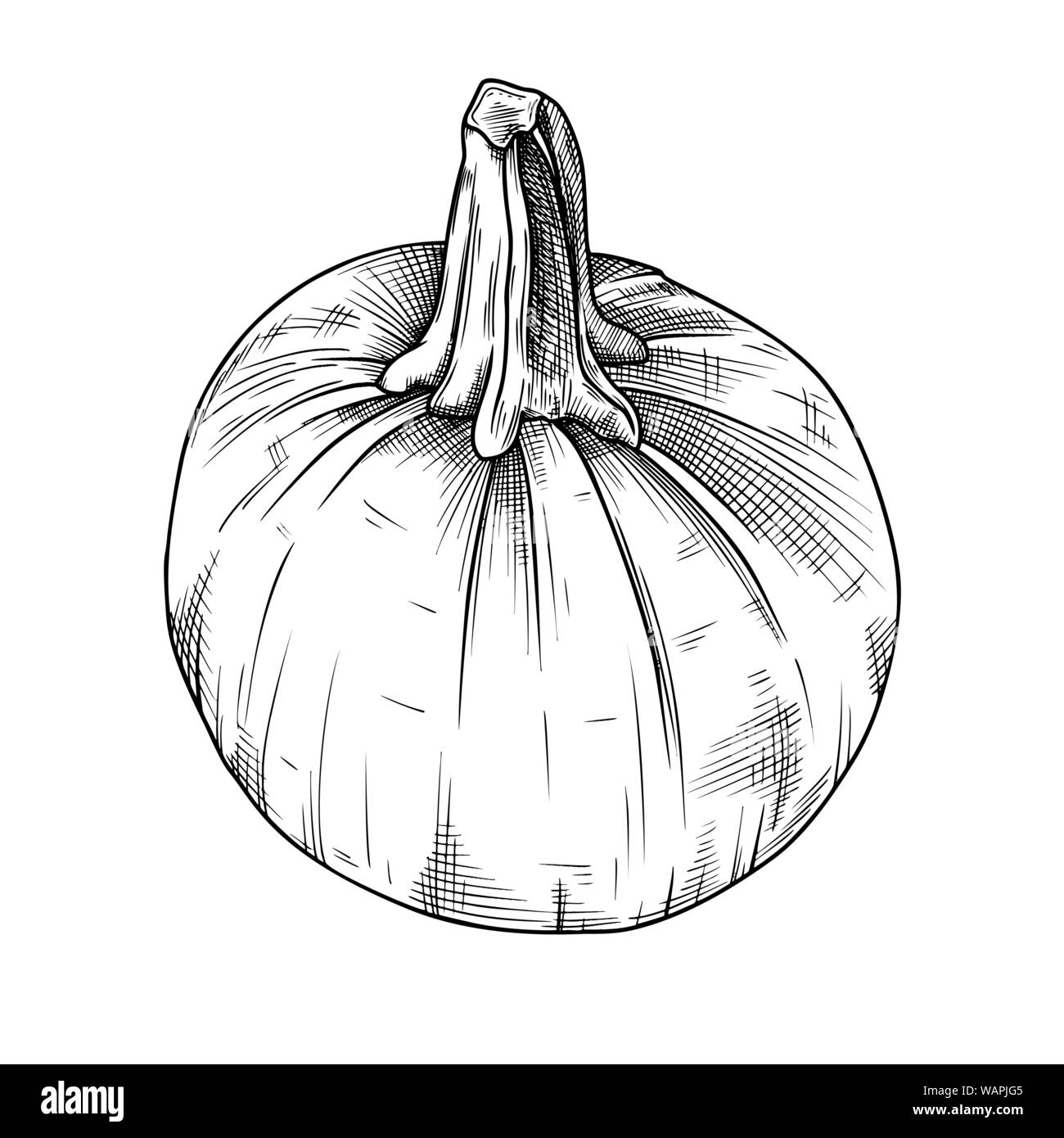 Hand drawn pumpkin isolated on white background. Vector illustration of ...