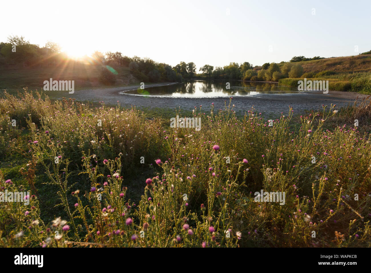 Wildlife pond garden meadow hi-res stock photography and images - Alamy