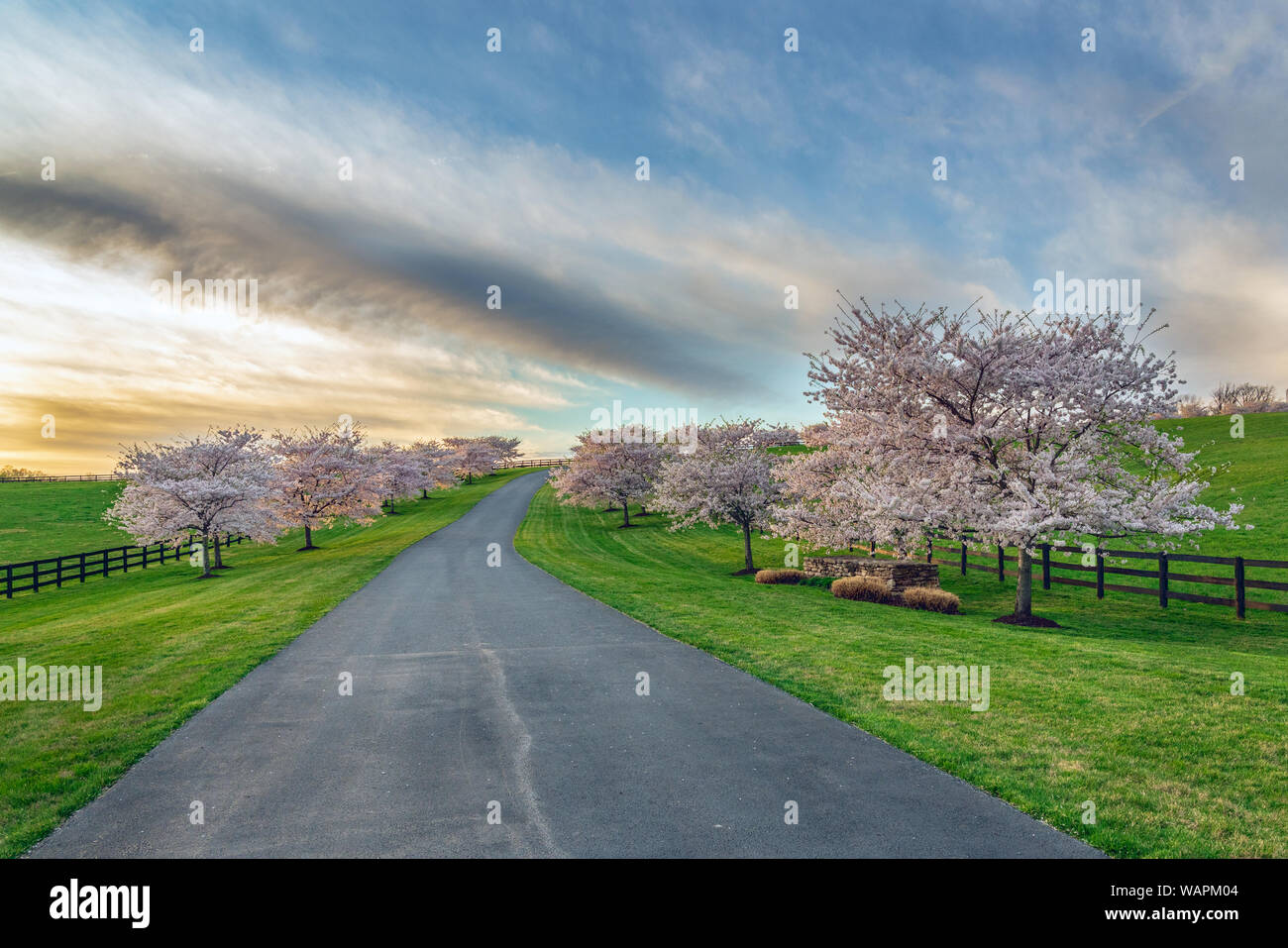 Blooming cherry trees, illuminated by late afternoon light, line a long driveway and fence. Stock Photo
