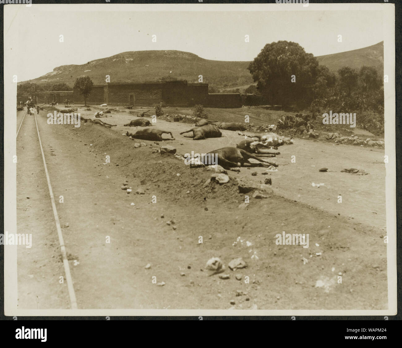 Dead horses hires stock photography and images Alamy