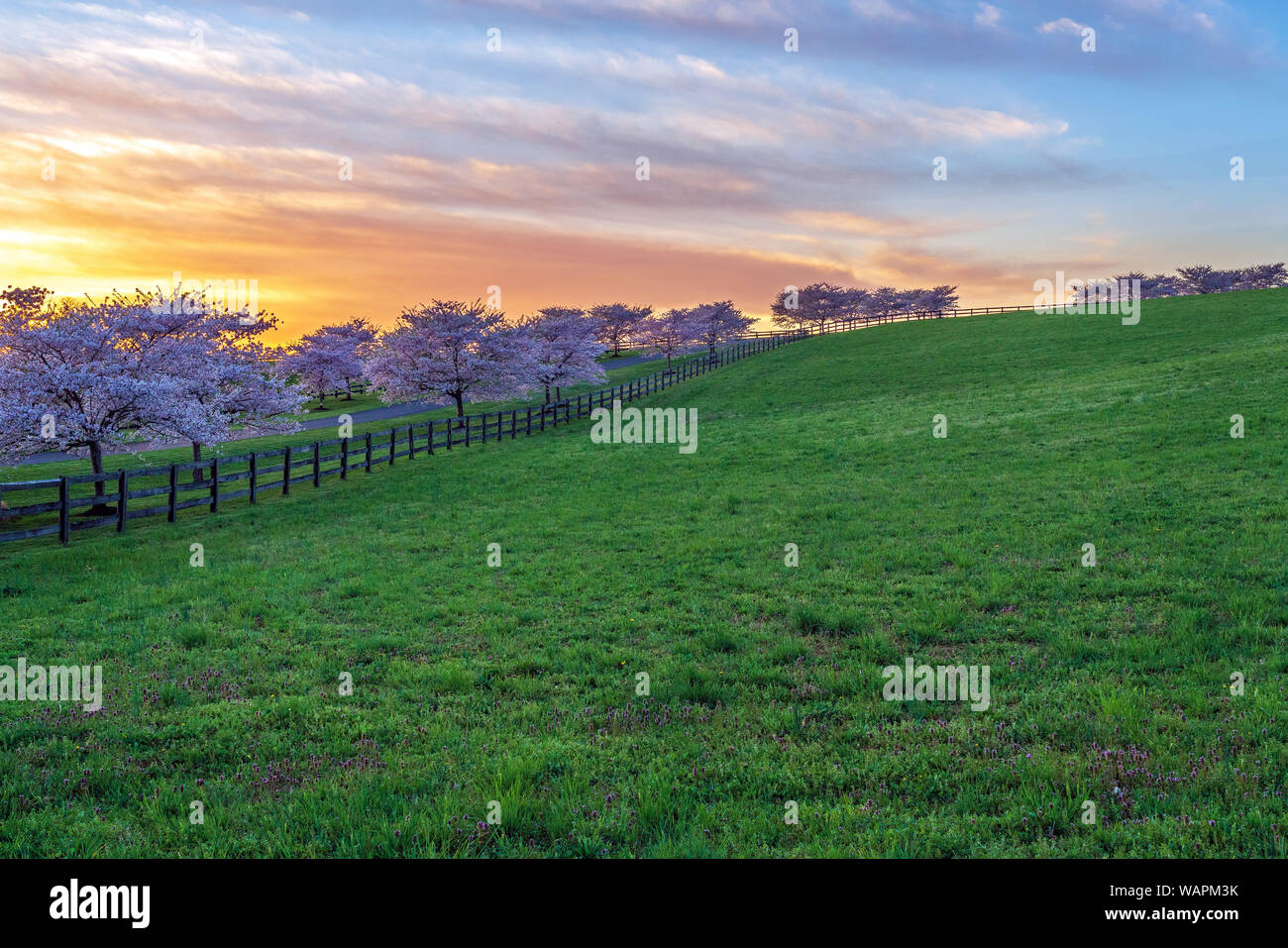 Blooming cherry trees, illuminated by late afternoon light, line a long driveway and fence. Stock Photo