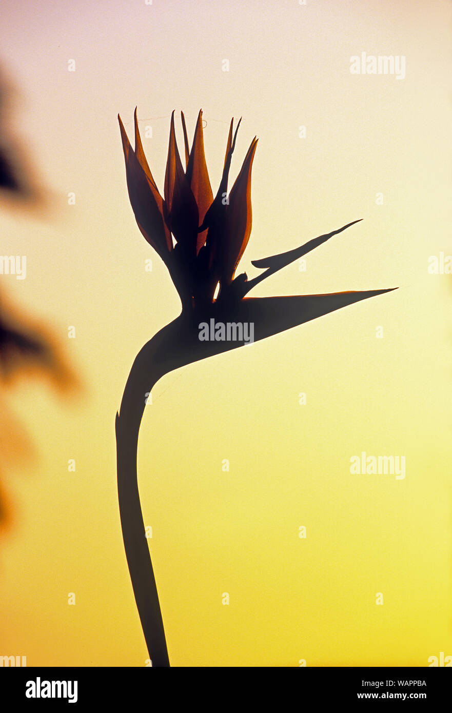 Bird of Paradise Plant Stock Photo Alamy