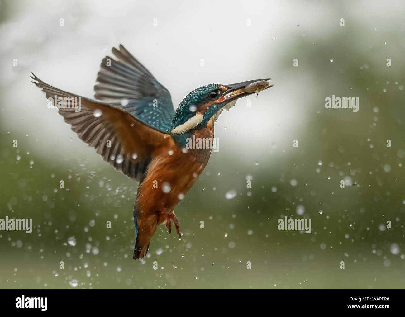 Kingfisher With Catch Stock Photo