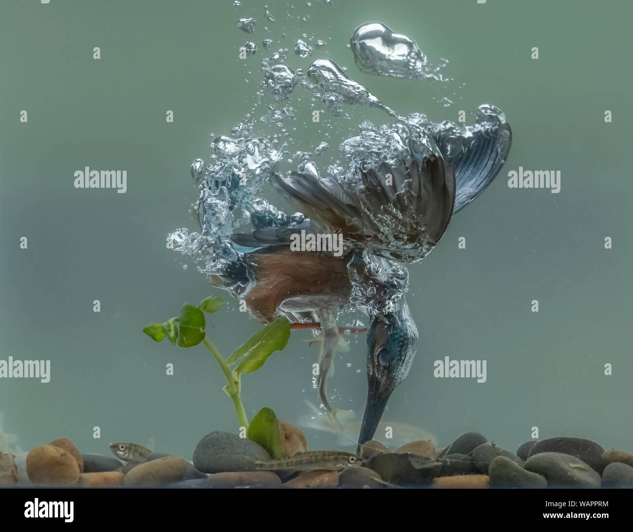 Kingfisher Diving Underwater High Resolution Stock Photography and