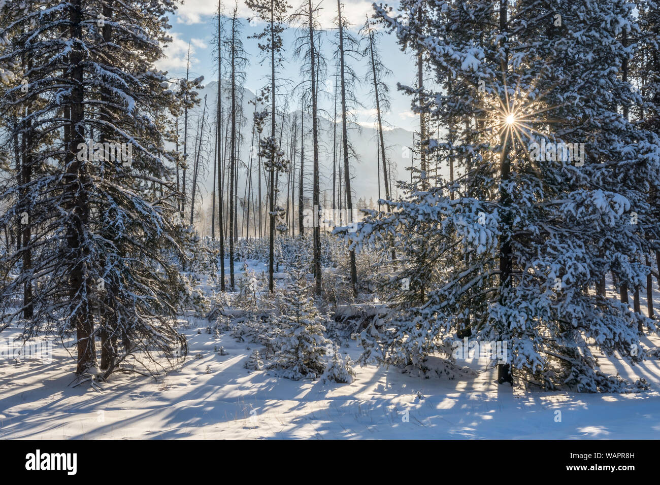 Snag canada snow hi-res stock photography and images - Alamy