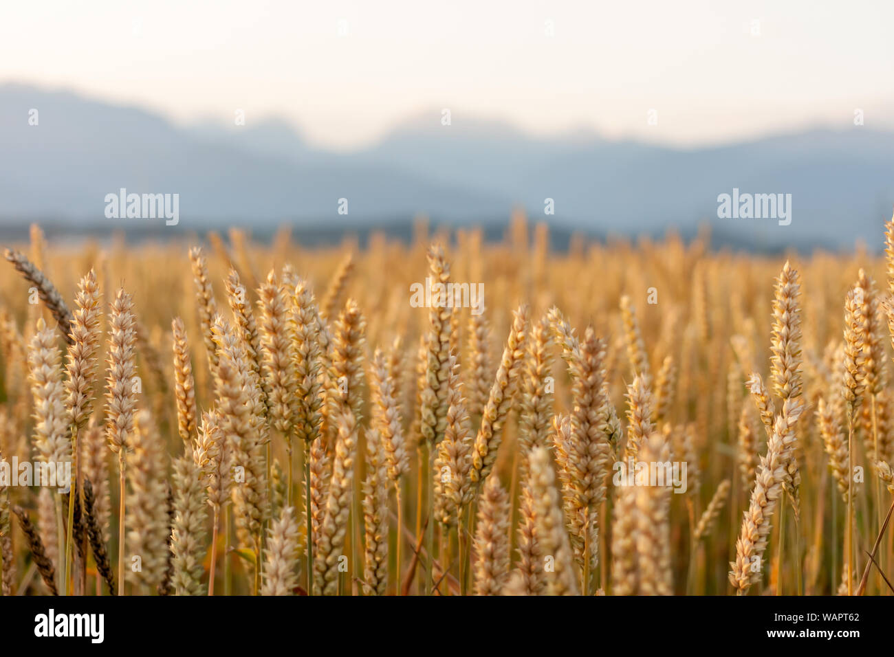 wheat yellow field against beautiful mountains background Stock Photo