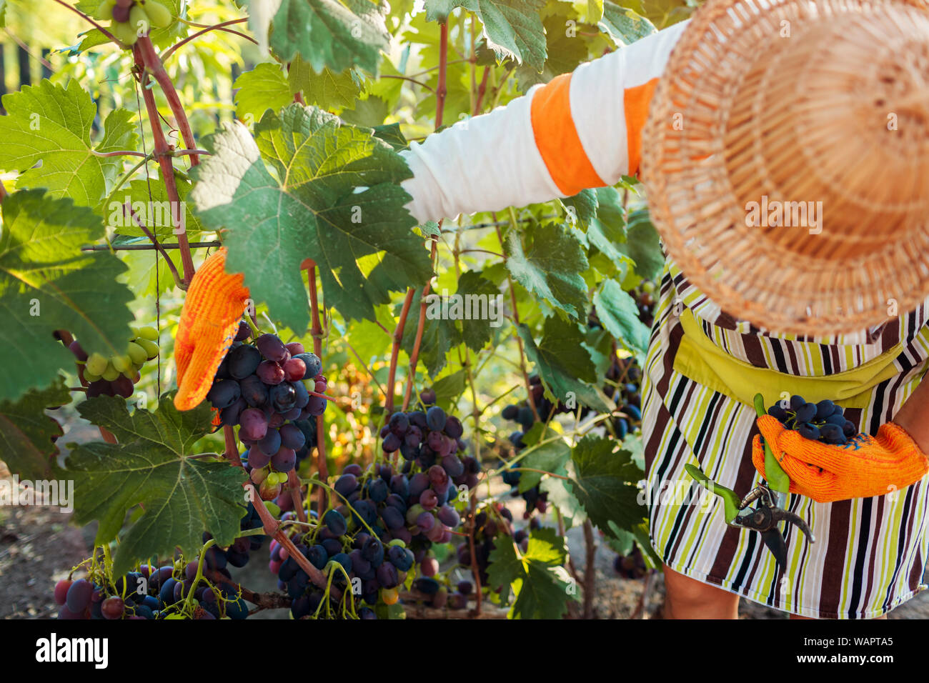 Farmer gathering crop of grapes on ecological farm. Woman cutting blue table grapes with pruner