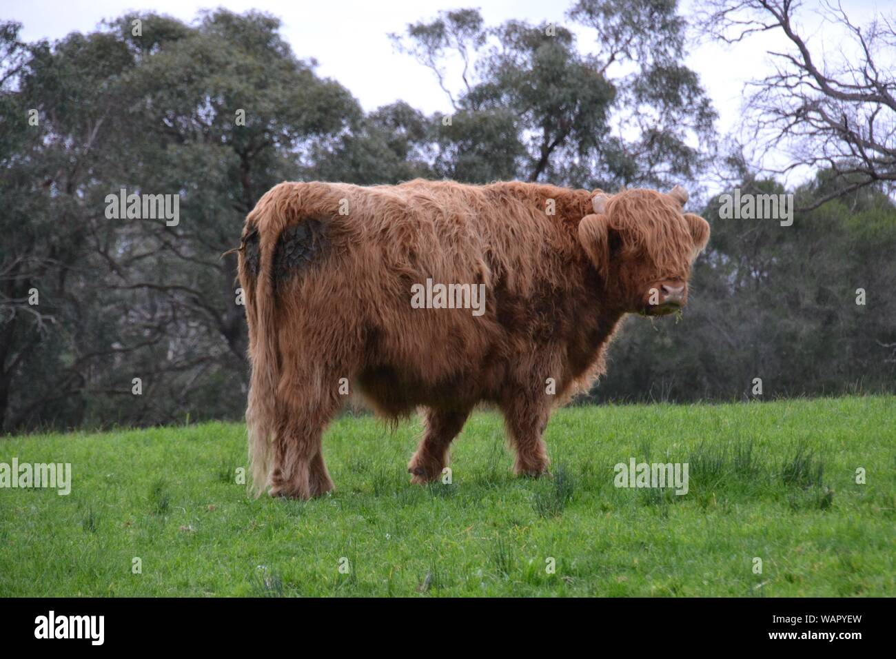 Highland bull livestock in a green grass paddock on a hill with gum trees in the background Stock Photo