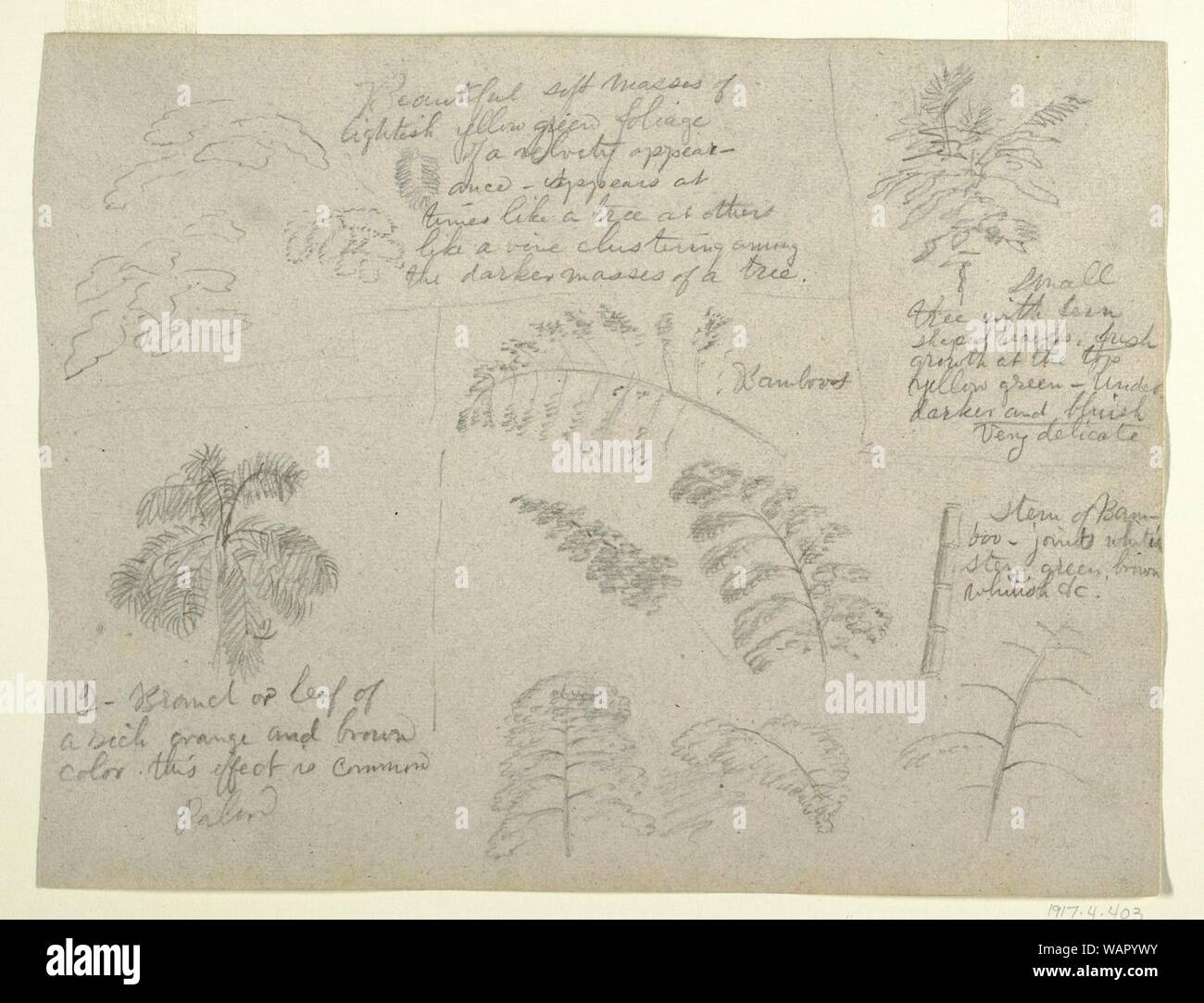 Vintage botanical studies hi-res stock photography and images - Alamy