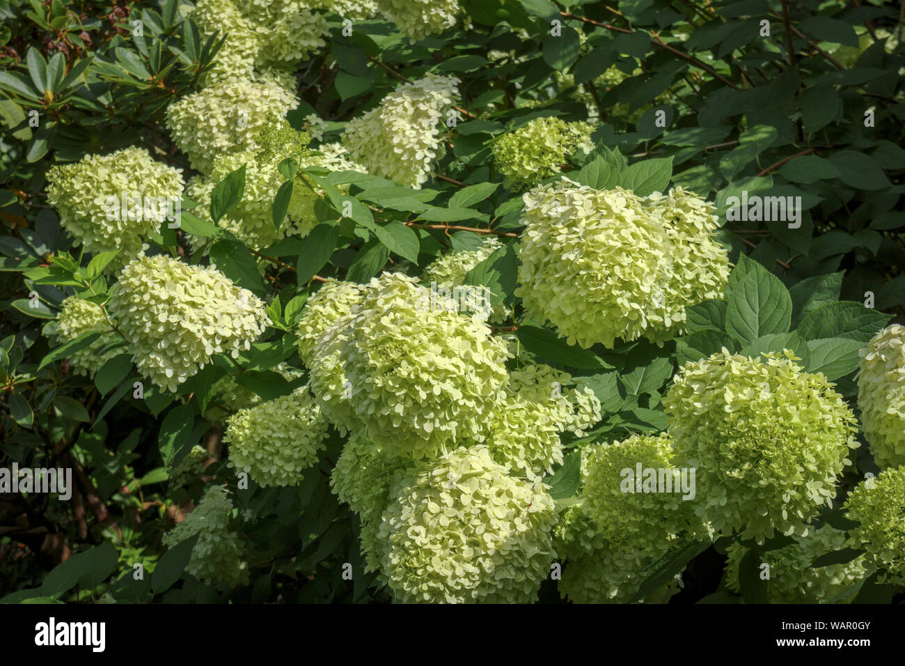 Yellow-green panicles of Hydrangea paniculata 'Limelight' flowering in RHS Garden, Wisley, Surrey, southeast England in summer Stock Photo