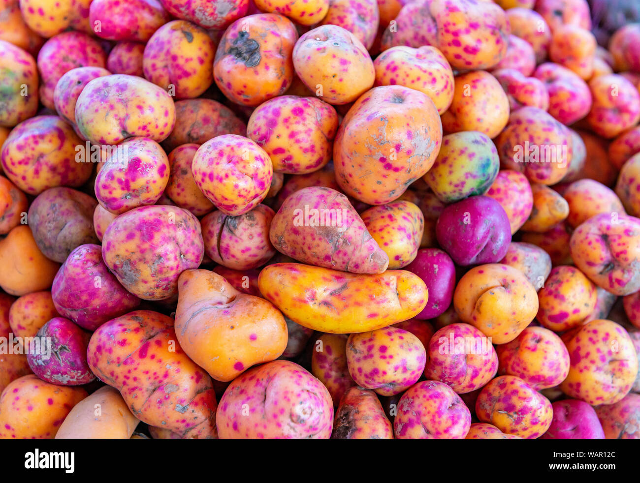 Olluco (Ullucus tuberosus) papa lisa or melloco is a tuber from the Andes mountains in Ecuador, Peru and Bolivia. Local vegetable market, Cusco, Peru. Stock Photo