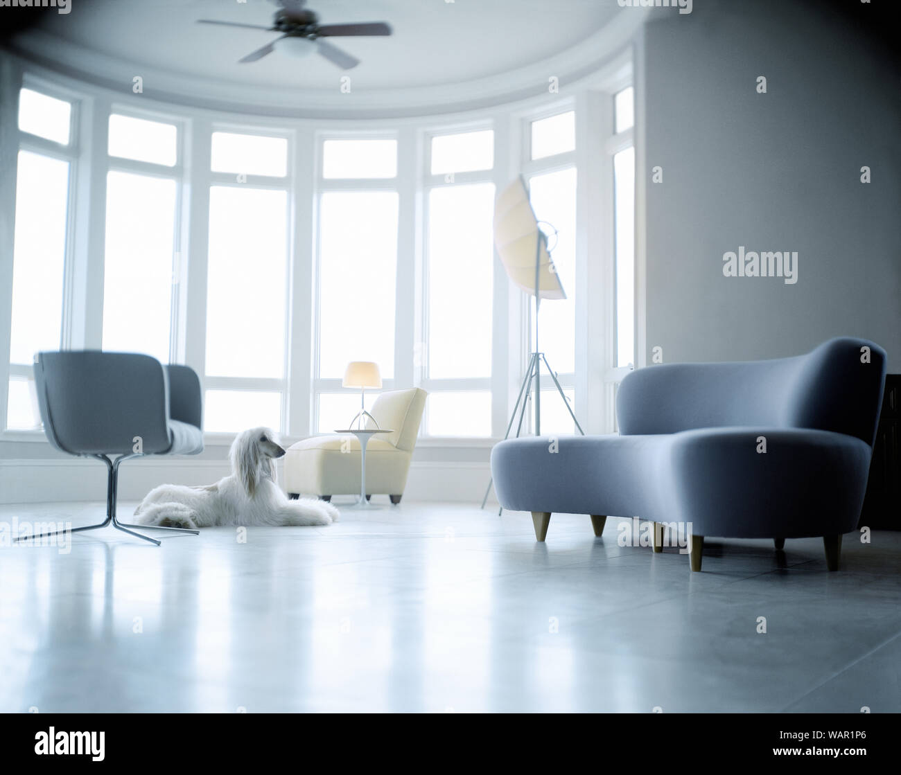 Living room with dog Stock Photo